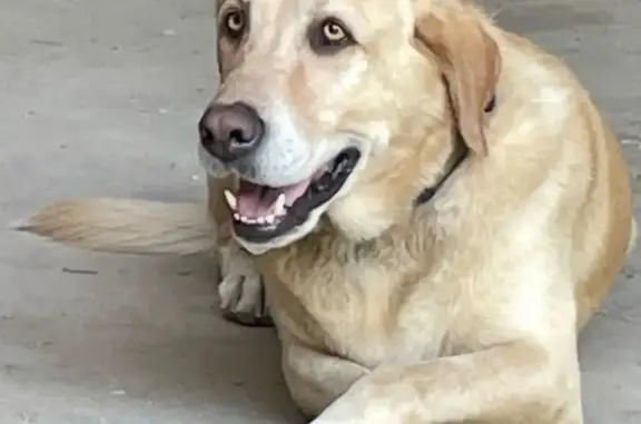 Lost Yellow Lab: Blue Collar, ID FM3021