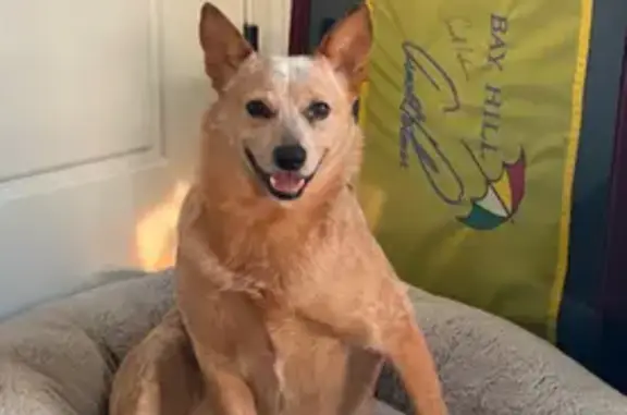 Lost dog, Rogers
