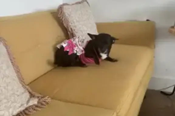 Lost: 8-Year-Old Black & White Chihuahua