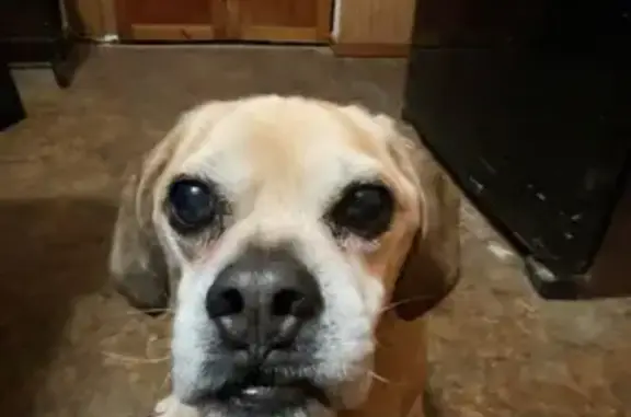 Lost Dog in Freeland: Help Find Him!