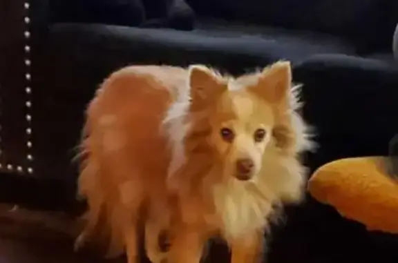 Lost Light Brown & White Sheltie, Sartell MN