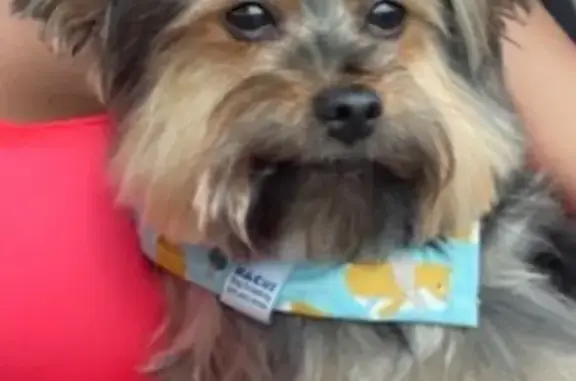 Lost Tiny Dirty Blonde Dog in Miami