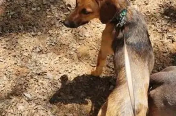 Found Dog on Armstrong Rd, Gra...