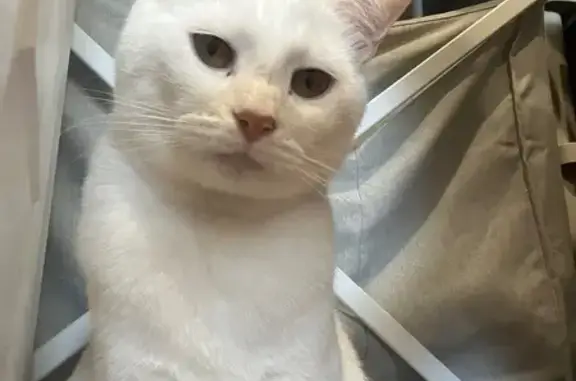 Lost Cat: Light Brown Spots, Yellow Eyes