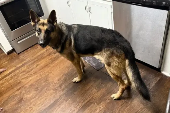 Lost Tan/Black Shepherd in Norcross