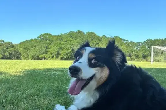 Lost Dog: Black Dot Nose, Pink Collar