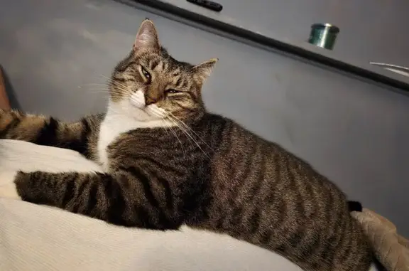Lost Chunky Tabby on Ogleton-Stanton Rd