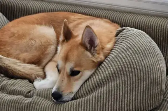 Help Find Kora: Lost Red & White Husky Mix