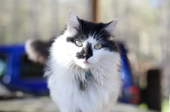 Lost Black & White Cat in Maumelle Storm