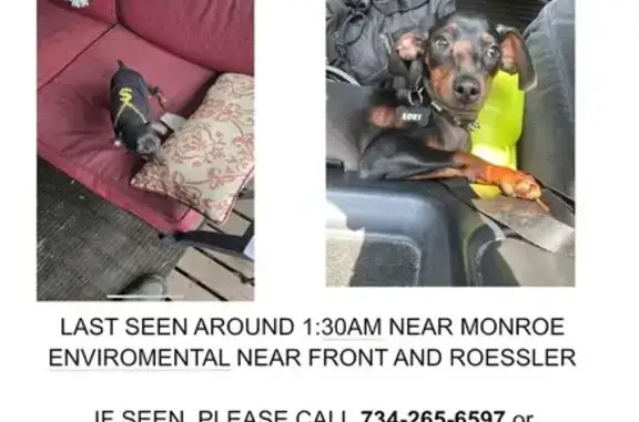 Lost Dog: Loki in Stylish Black Outfit