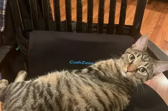 Lost Tabby Cat: Friendly Mac in Hickory