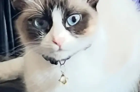 Help Find Cordelia: White Cat with Gray Markings
