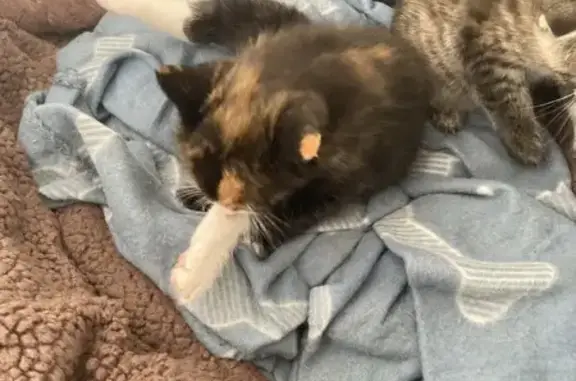 Lost Cat: Hyper, Orange Ear Patch, Bay Point