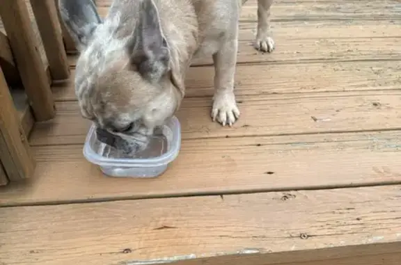 Found Dog on Whims Road, Canal...