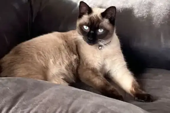 Lost Siamese Cat: Cream & Brown, Wetumpka