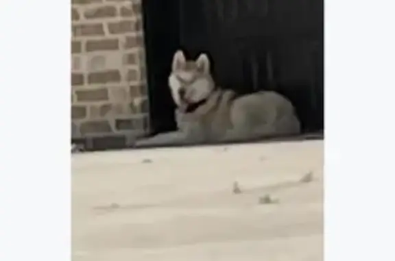 Found: Sweet Tan & White Husky...