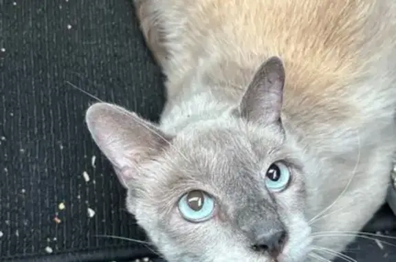 ¡Se busca! Gato siamés Boo perdido