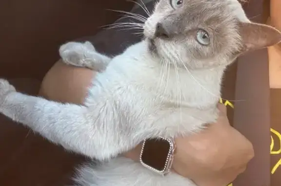 ¡Ayuda! Boo, gato siamés perdido en Coatzacoalcos