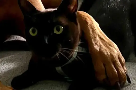 Lost Burmese Cat: Chocolate in...