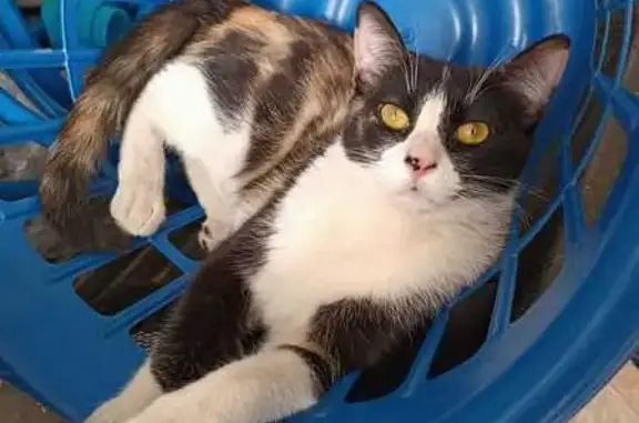 Gata Perdida: Benito Juárez, MZ47 LT9, CDMX