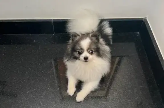 cachorro desaparecida