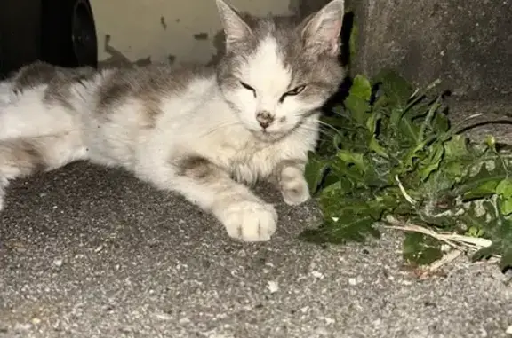 Chat très maigre trouvé à Nogent-le-Rotrou - photo