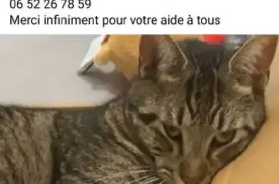 Chat perdu à Aubagne : Pablo, 1 an - photo