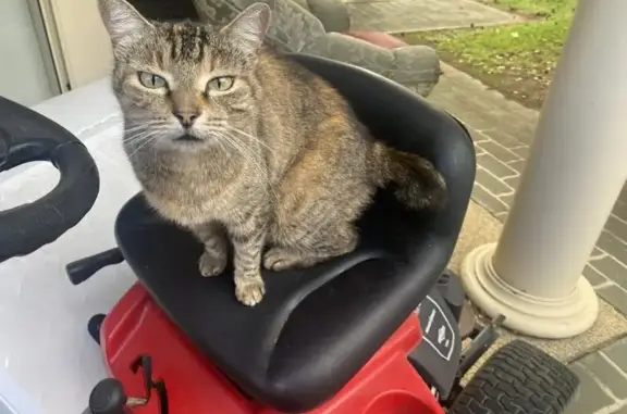 Help Find Skye: Missing Tabby...