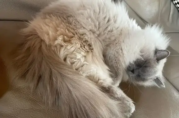 Animaux perdus Le Loroux-Bottereau, photo: Chatte perdue, blanche et grise, Le Loroux