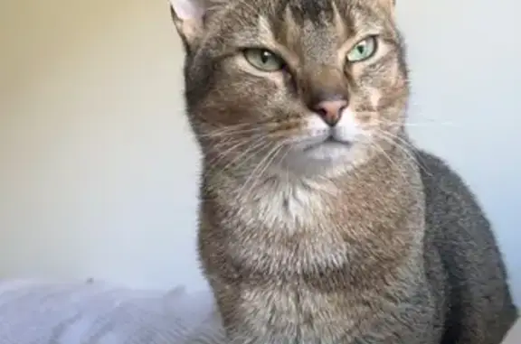 Lost Cat: Shy Brown Fur, Green...