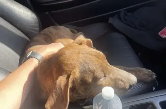 Lost Brindle Dog on High St, M...