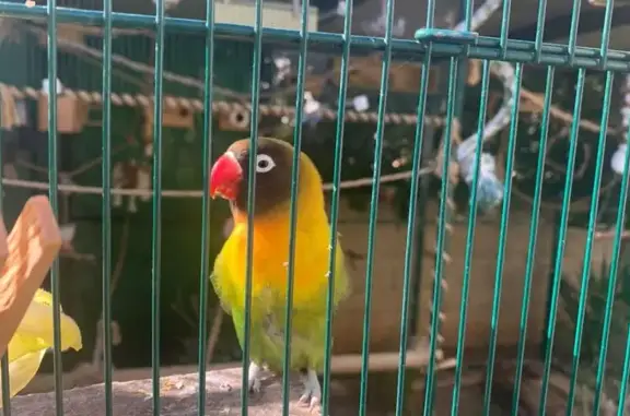 Animales perdidos , foto: ¡Ayuda! Agapornis perdido en Santa Ponça