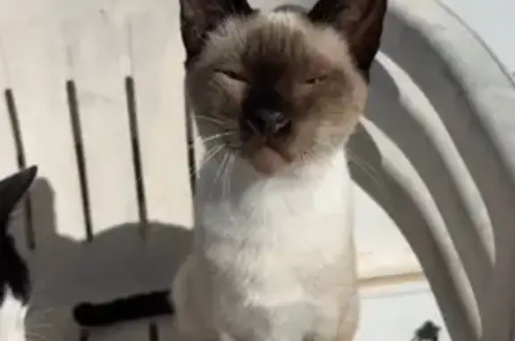 ¡Ayuda! Gato Siamés Perdido en...