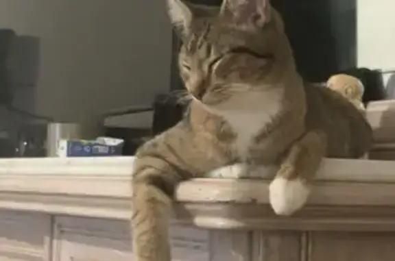 Chat perdu, Bruay-sur-l'Escaut, photo: Chatte perdue, tigrée, chaussettes blanches