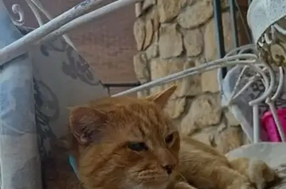 Gato Perdido: Amarillo con Collar Azul