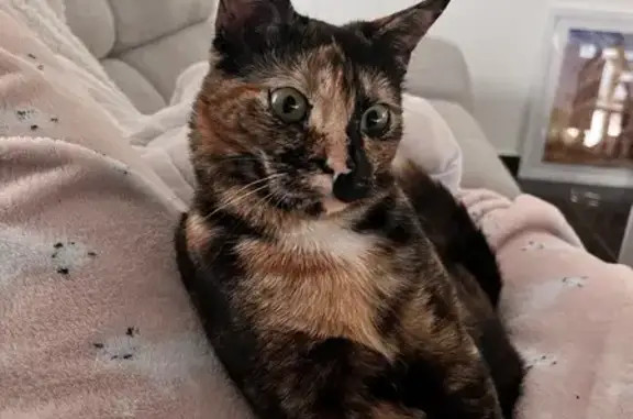 Chatte écaille perdue à Villelongue - photo