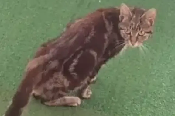 Animaux trouvés , photo: Chat gris handicapé trouvé à Saint-Gervais