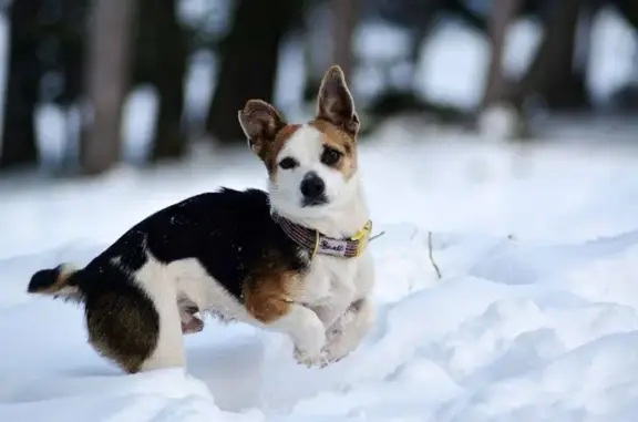 Chien croisé Jack Russel perdu à Assier - photo