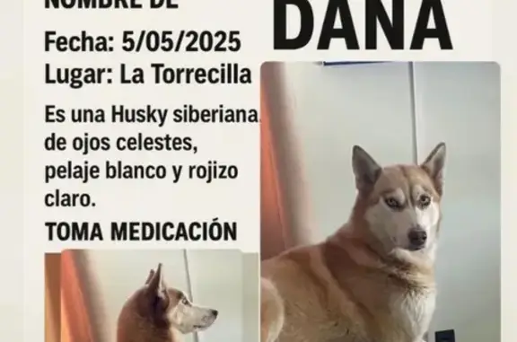 Husky Perdido en Lorca: Ojos Azules y Nariz Única