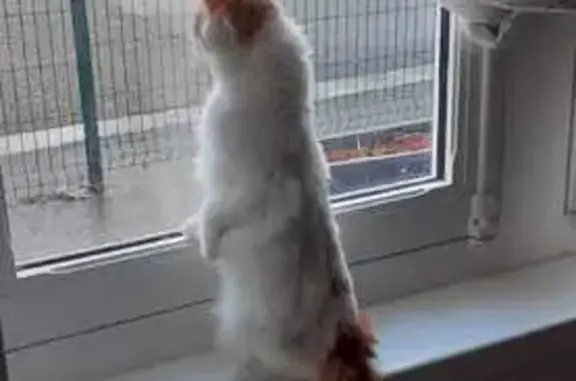Chat perdu, Caen, photo: Chatte perdue : Blanche, rousse, craintive, Caen