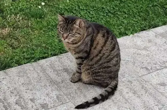 Chat perdu, gris tigré, Saint-Égrève - photo