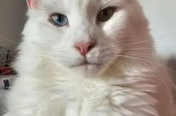 Chatte Wendy perdue sur un toit à Arles - photo