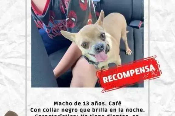 Chihuahua Café Perdido: Atención Especial