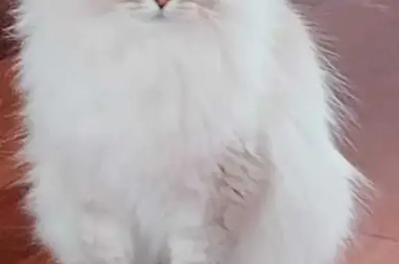Gato Siberiano Gris Perdido en...