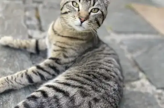 Animaux perdus , photo: Chat perdu : Simba, Rue Guynemer, Ferrière