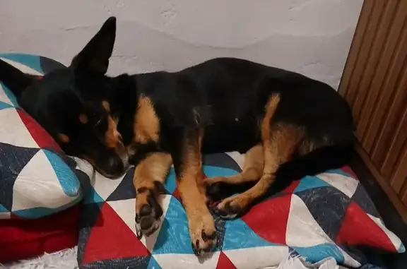 cachorro desaparecida