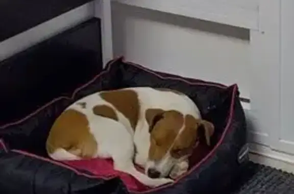 Chien perdu , photo : Chien blanc tacheté marron perdu à Ombrée