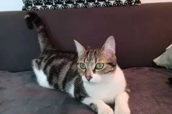 Chatte perdue: Isis, sociable et câline - photo