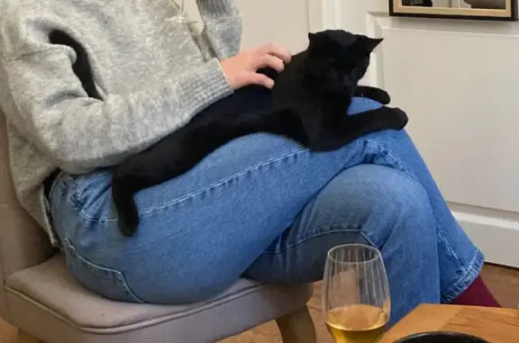 Chatte noire perdue à Lons-le-Saunier - photo