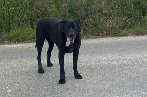 Chien trouvé , photo: Labrador noir trouvé à Caumont-sur-Aure